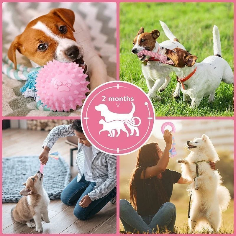 Jouets à mâcher pour chien Jouet en caoutchouc Jouet d'entraînement durable Jouets interactifs Fournitures pour animaux