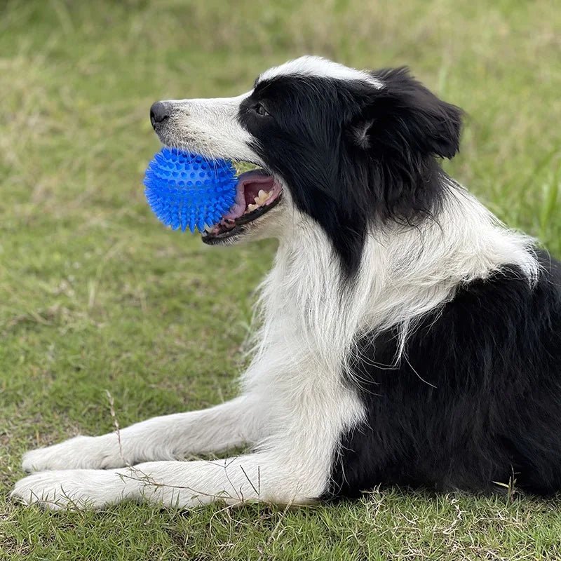 Balle rebondissante Jouets interactifs résistants aux morsures pour chiens de petite, moyenne et grande taille Bouledogue français Chihuahua etc