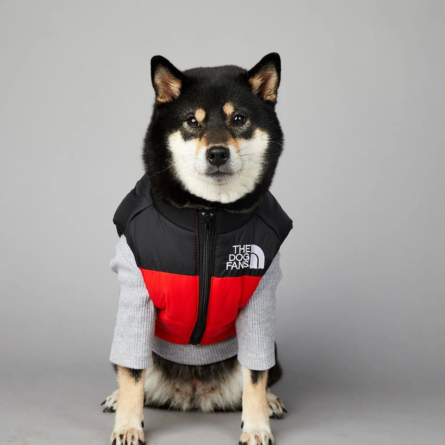 magnifique jacket hiver pour chien