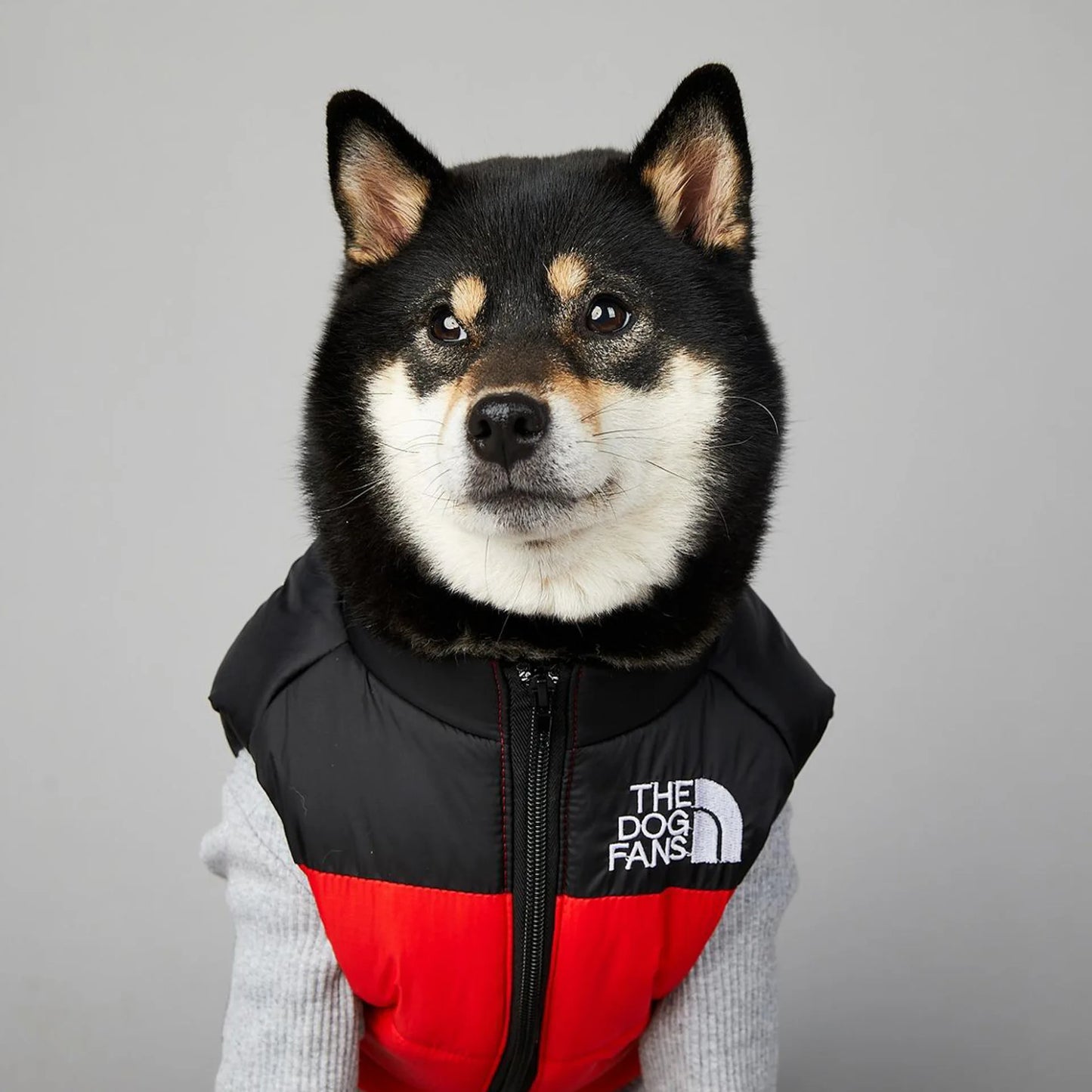 magnifique jacket hiver pour chien