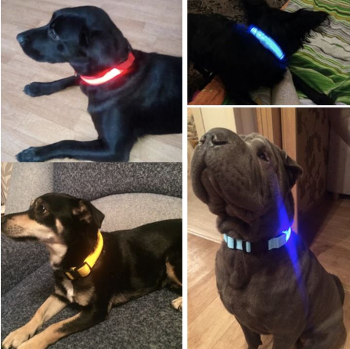 LedCollar™ - Collier à LED rechargeable pour chien - Élifa