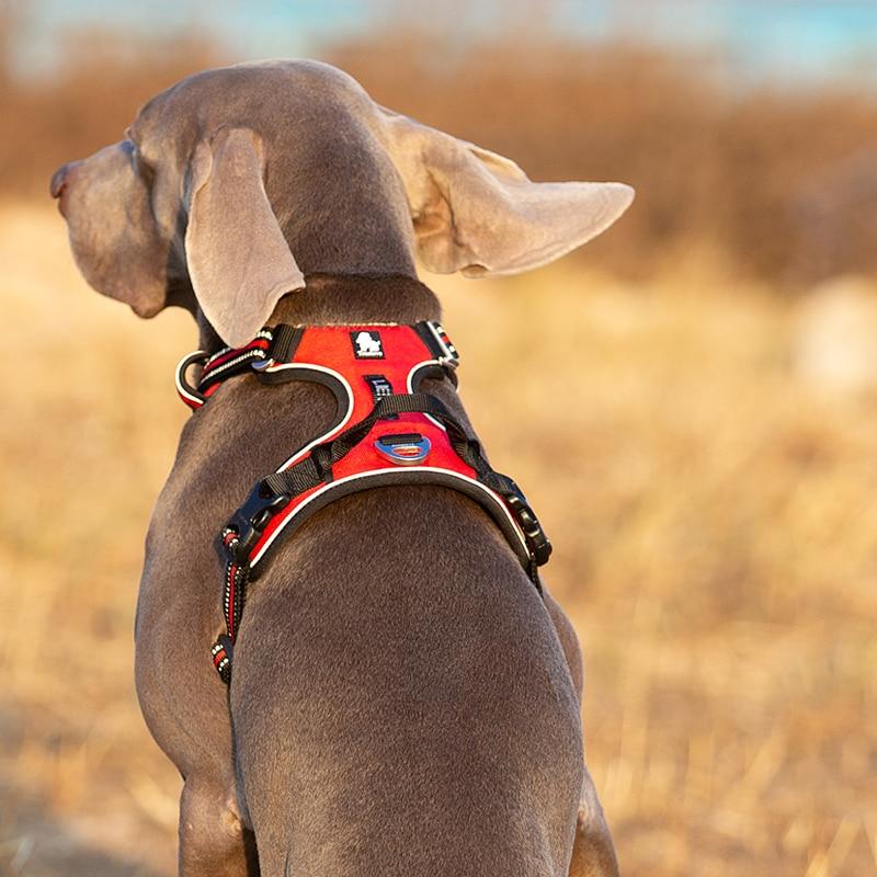 SafetyHarness™ - Harnais pour animal de compagnie - Élifa